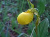 Natures Lady Slipper