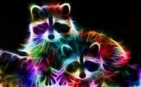 cool coons