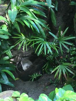 Anteater at Animal Kingdom