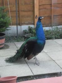 Peacock in the back garden.