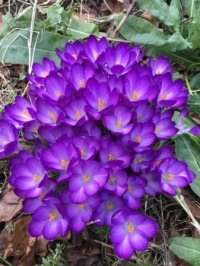 Crocus Vernus