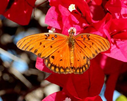 Gulf Fritillary Butterfly on Bougainvillea, Lagoon Trail, Del Mar, California