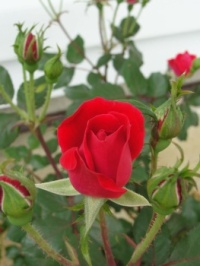 Rose Bud
