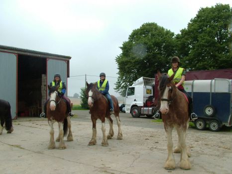 Clydesdale ride
