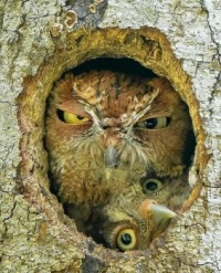 Mother and baby owl