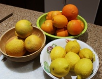 Citrus Harvest