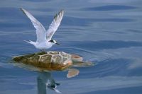 Bird on Turtle