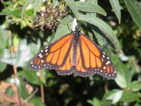 Butterfly