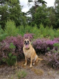 Bo on Dutch heather landscape