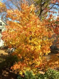 Fall sunburst