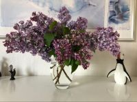 Syrener - Lilac