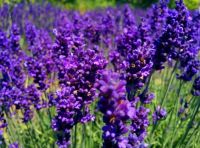 lavender 127