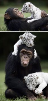 surprising pals