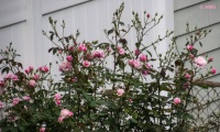 Blossom Time Rose