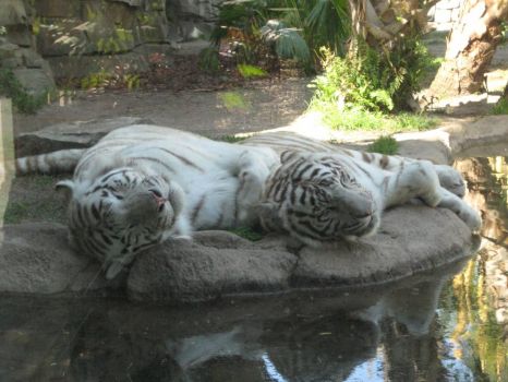 here kitty kitty
