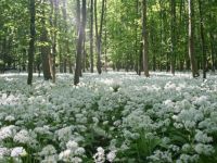 flowers_forest_trees_
