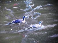 IMG_7232 (2)