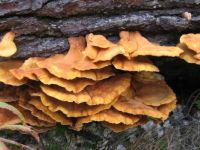 pretty fungi