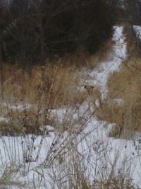 blending in
