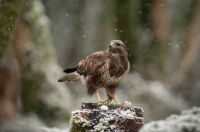 Winter buzzard