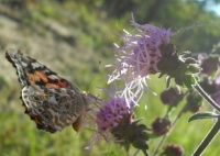 Butterfly on Wildflower