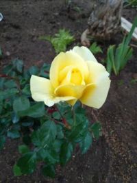 WinterSun Rose bud