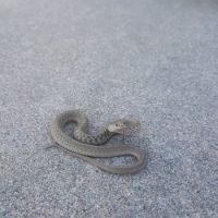 Little Lined Snake
