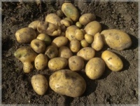 A harvest of three potatoes   🥔   Úroda ze tří brambor