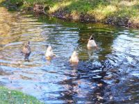 Synchronized feeding