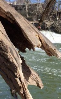 Waterfall close to Fairlane - Henry Fords house