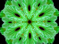 African Daisy