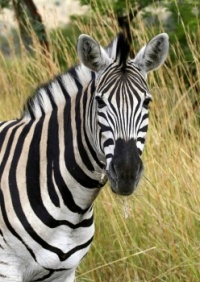 International Zebra Day