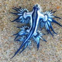 Blue Dragon Sea Slug (will sting)