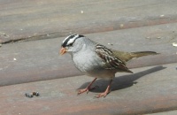 white-crowned sparrow