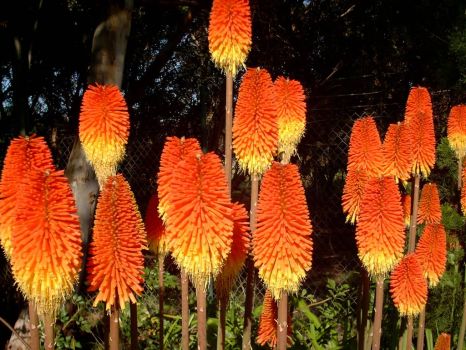 red hot pokers