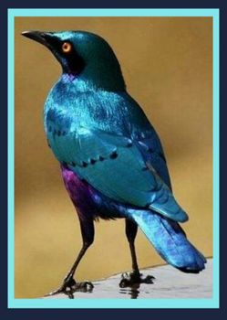 The Greater Blue-eared Starling