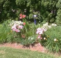 lilies in front yard 7-1-19