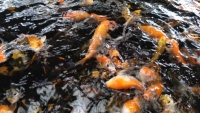 Koi fish feeding