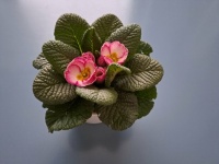 Primula pro pěkný den 🌸🌞