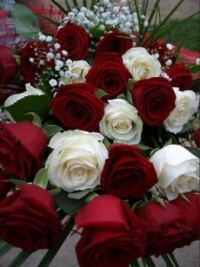 Bílé a červené růže