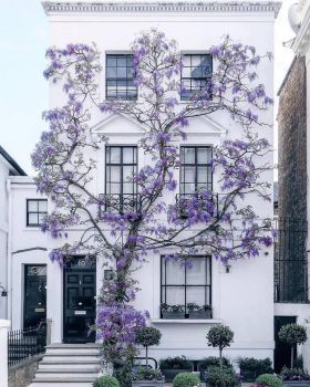 Květinový dům Londýn