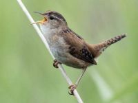 Attack of the Wren!