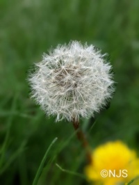 Make a wish