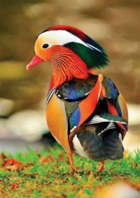 mandarin duck