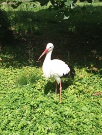 Storch - stork