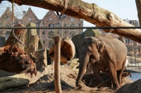250306-22 artis