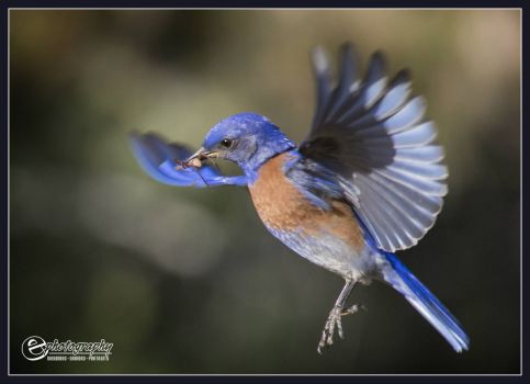 Male Western Bluebird in flight