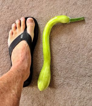 Foot-long Trombetta Squash