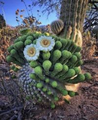 In bloom near Tucson