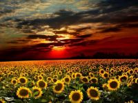 Sunset Sunflowers